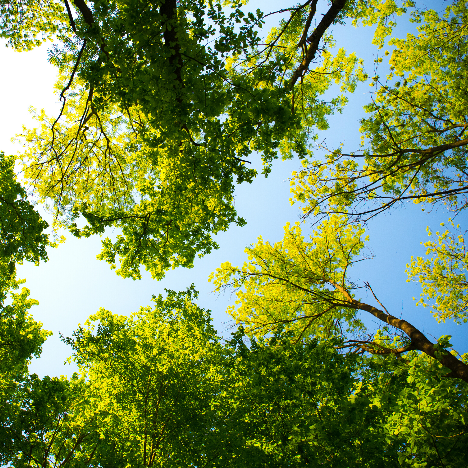 50 Ways to Celebrate 50 Years of Earth Day